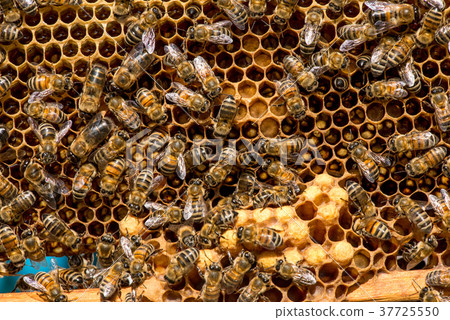closeup of bees on honeycomb in apiary closeup of bees on honeycomb in apiary 37725550
