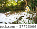 水仙和雪 37726096