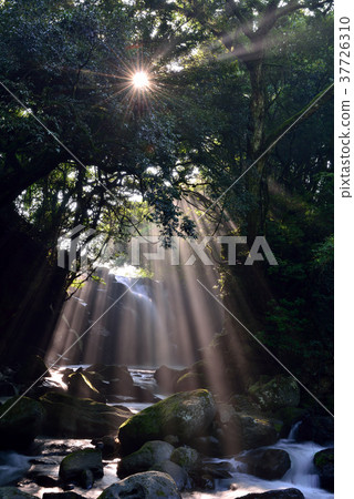 情侶的瀑布 37726310