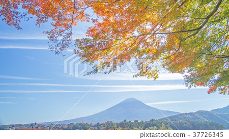Autumn leaves and Mt. Fuji 16: 9 Autumn leaves and Mt. Fuji 16: 9 37726345