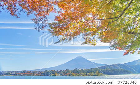 Autumn leaves and Mt. Fuji 16: 9 Autumn leaves and Mt. Fuji 16: 9 37726346