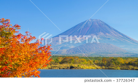Autumn leaves and Mt. Fuji 16: 9 Autumn leaves and Mt. Fuji 16: 9 37726347