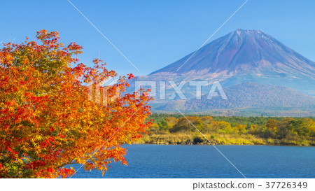 Autumn leaves and Mt. Fuji 16: 9 37726349