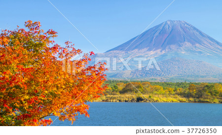 Autumn leaves and Mt. Fuji 16: 9 Autumn leaves and Mt. Fuji 16: 9 37726350