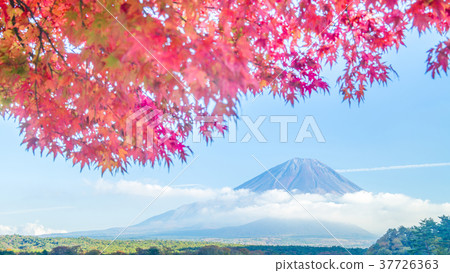 Autumn leaves and Mt. Fuji 16: 9 Autumn leaves and Mt. Fuji 16: 9 37726363