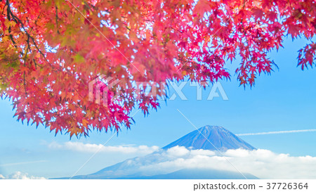 Autumn leaves and Mt. Fuji 16: 9 Autumn leaves and Mt. Fuji 16: 9 37726364