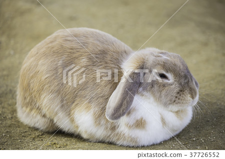 Cute rabbit with ears 37726552