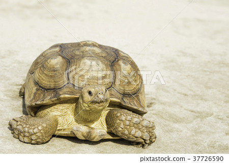 非洲鞭龜 非洲鞭龜 37726590