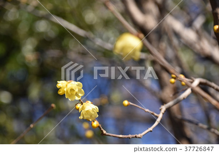 Rowbai (wax plum) Rowbai (wax plum) 37726847