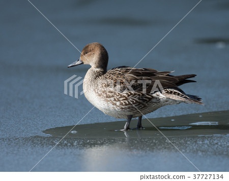 Brown duck on a frozen pond 37727134