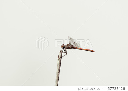 Dragonfly in the wild on a branch Dragonfly in the wild on a branch 37727426