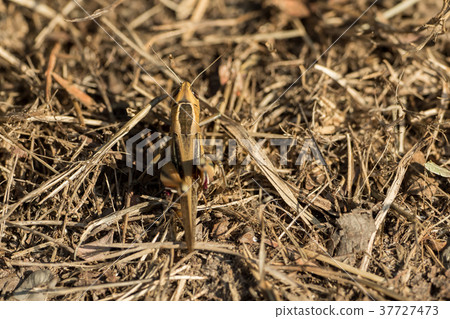 A Grasshopper sitting on the ground 37727473