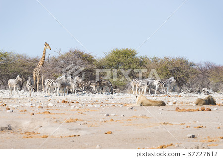 Two Lions lying down on the ground 37727612