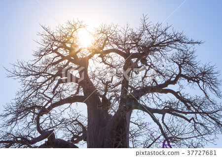 Baobab plant 37727681