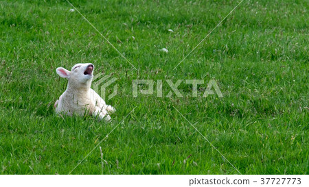Cute little lamb waking up and yawning 37727773
