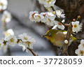 [Bird] White-eye and plum (16) 37728059