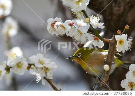[鳥]白眼和梅（16） 37728059