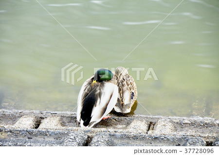 野鴨擁抱 37728096