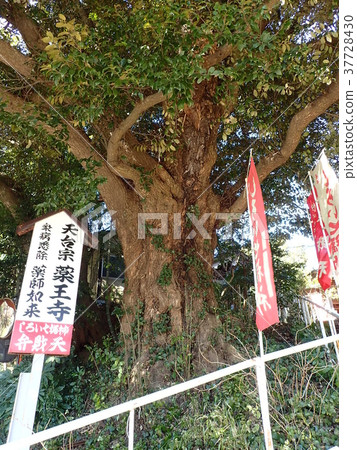 Yakuoji寺的Sudajii（白井市） 37728430