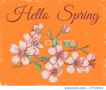 Pink sakura on orange background. Pink sakura on orange background. 37728442