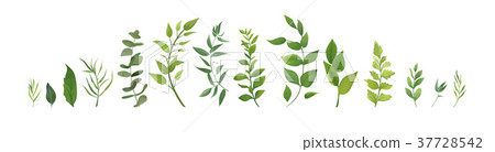 Vector designer element set. Green leaves & plants 37728542