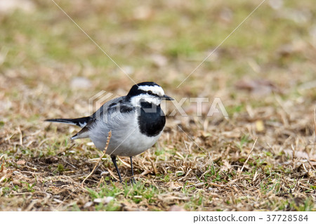 Bakkery Bakkery 37728584