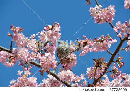 伊豆Inatori小雞 伊豆Inatori小雞 37728609