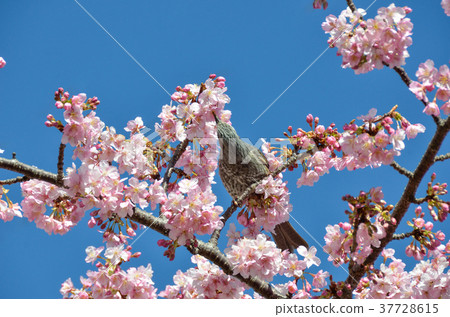 伊豆Inatori小雞 伊豆Inatori小雞 37728615