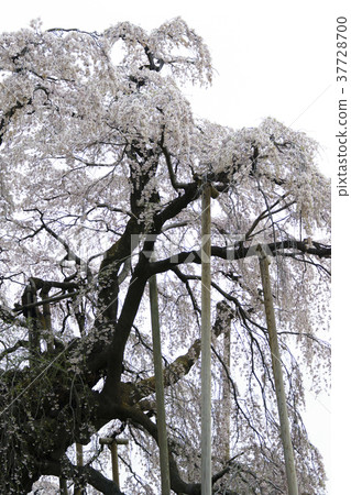 估計樹齡超過1000年，計入日本三大櫻桃樹之首，並首次被指定為該國的天然紀念物 37728700