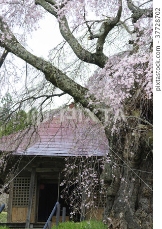 Upper stone Fudo Zakura Koriyama City Designated natural monument 350 years old, Edo period Bakumatsu, Odo was used as a temple Upper stone Fudo Zakura Koriyama City Designated natural monument 350 years old, Edo period Bakumatsu, Odo was used as a temple 37728702