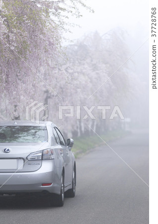 長廊上盛開的1000朵盛開的櫻花盛開的日本中國線紀念自行車步行道3公里的夢幻櫻花樹 長廊上盛開的1000朵盛開的櫻花盛開的日本中國線紀念自行車步行道3公里的夢幻櫻花樹 37728768