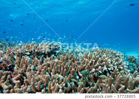 Green and devil 37728805