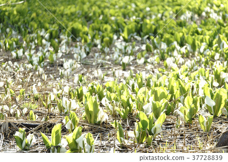 Pure white mizubasa flourish blooms along Kitagaobara-mura National Highway No. 459, Tama-gun, Fukushima Prefecture Pure white mizubasa flourish blooms along Kitagaobara-mura National Highway No. 459, Tama-gun, Fukushima Prefecture 37728839