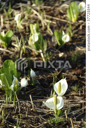 Pure white mizubasa flourish blooms along Kitagaobara-mura National Highway No. 459, Tama-gun, Fukushima Prefecture 37728844