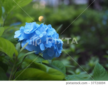 hydrangea hydrangea 37728894