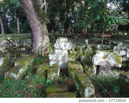 Cambodia Benmeria Cambodia Benmeria 37729009