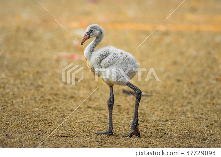 Baby bird of the American flamingo Baby bird of the American flamingo 37729093
