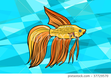 Cockerel aquarium fish 37729570