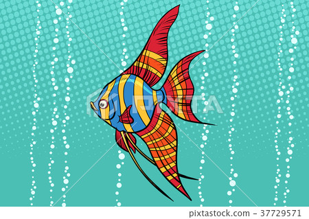 Freshwater angelfish aquarium fish 37729571