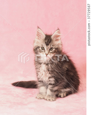 maine coon pussy Is belinda jensen a lesbian