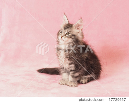 maine coon pussy Maine coon pussy