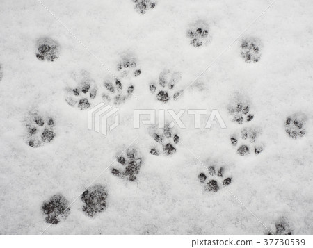 Footprints of cats on snow Footprints of cats on snow 37730539