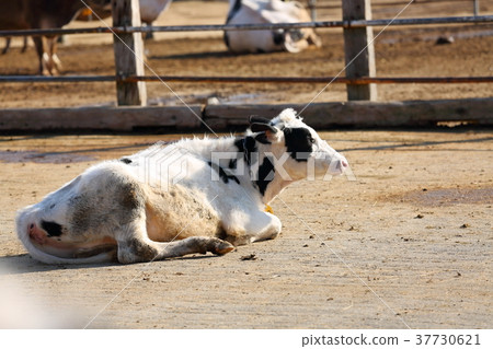 Cow Cow 37730621