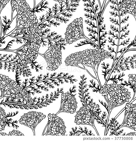 yarrow seamless pattern 37730808