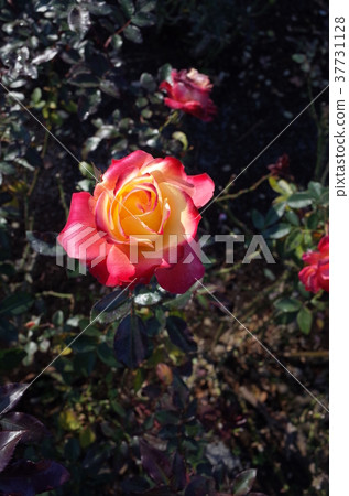 Rose (Charleston) Rose (Charleston) 37731128