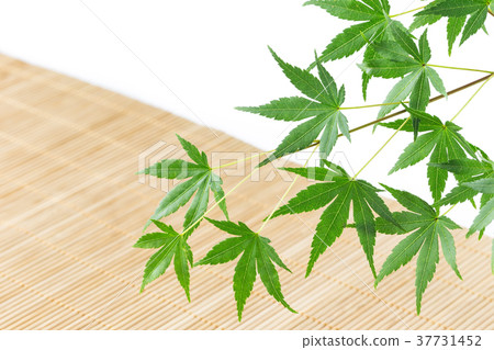 Momiji background 37731452