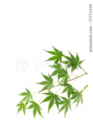 Momiji背景 37731458