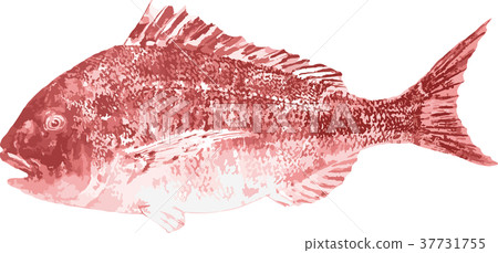 Shingo red Shingo red 37731755