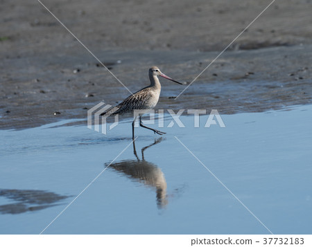Stag beetle walking in a tidal flat 37732183