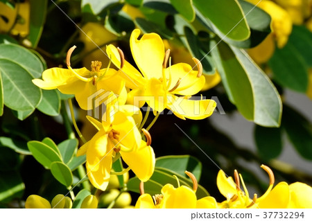 三鷹市的植物，開花在三鷹中原的東京Kobanoshina 37732294